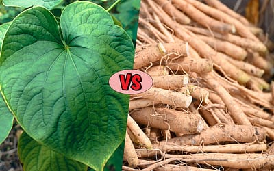 Kava vs. Ashwagandha: Which is Better for Stress Relief and Relaxation?