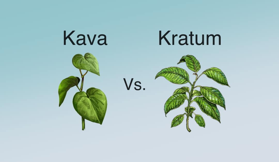 Let's Uncover The Truth Does Kava Cause Liver Damage? Primo Kava